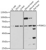 Western blot analysis of extracts of various cell lines, using PSMC1 antibody (16-195) at 1:1000 dilution.<br/>Secondary antibody: HRP Goat Anti-Rabbit IgG (H+L) at 1:10000 dilution.<br/>Lysates/proteins: 25ug per lane.<br/>Blocking buffer: 3% nonfat dry milk in TBST.<br/>Detection: ECL Basic Kit.<br/>Exposure time: 90s.