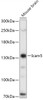 Western blot analysis of extracts of Mouse brain, using Icam5 antibody (16-205) at 1:1000 dilution.<br/>Secondary antibody: HRP Goat Anti-Rabbit IgG (H+L) at 1:10000 dilution.<br/>Lysates/proteins: 25ug per lane.<br/>Blocking buffer: 3% nonfat dry milk in TBST.<br/>Detection: ECL Basic Kit.<br/>Exposure time: 5s.