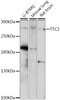 Western blot analysis of extracts of various cell lines, using TTC3 antibody (16-207) at 1:1000 dilution.<br/>Secondary antibody: HRP Goat Anti-Rabbit IgG (H+L) at 1:10000 dilution.<br/>Lysates/proteins: 25ug per lane.<br/>Blocking buffer: 3% nonfat dry milk in TBST.<br/>Detection: ECL Enhanced Kit.<br/>Exposure time: 3min.