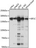 Western blot analysis of extracts of various cell lines, using KIF1C antibody (16-232) at 1:1000 dilution.<br/>Secondary antibody: HRP Goat Anti-Rabbit IgG (H+L) at 1:10000 dilution.<br/>Lysates/proteins: 25ug per lane.<br/>Blocking buffer: 3% nonfat dry milk in TBST.<br/>Detection: ECL Basic Kit.<br/>Exposure time: 5s.