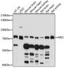 Western blot analysis of extracts of various cell lines, using ME3 antibody (16-233) at 1:1000 dilution.<br/>Secondary antibody: HRP Goat Anti-Rabbit IgG (H+L) at 1:10000 dilution.<br/>Lysates/proteins: 25ug per lane.<br/>Blocking buffer: 3% nonfat dry milk in TBST.<br/>Detection: ECL Basic Kit.<br/>Exposure time: 3min.