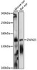 Western blot analysis of extracts of various cell lines, using ZNF423 antibody (16-236) at 1:1000 dilution.<br/>Secondary antibody: HRP Goat Anti-Rabbit IgG (H+L) at 1:10000 dilution.<br/>Lysates/proteins: 25ug per lane.<br/>Blocking buffer: 3% nonfat dry milk in TBST.<br/>Detection: ECL Basic Kit.<br/>Exposure time: 90s.