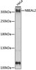 Western blot analysis of extracts of HeLa cells, using NBEAL2 antibody (16-237) at 1:1000 dilution.<br/>Secondary antibody: HRP Goat Anti-Rabbit IgG (H+L) at 1:10000 dilution.<br/>Lysates/proteins: 25ug per lane.<br/>Blocking buffer: 3% nonfat dry milk in TBST.<br/>Detection: ECL Basic Kit.<br/>Exposure time: 5s.