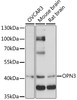 Western blot analysis of extracts of various cell lines, using OPN3 antibody (16-241) at 1:1000 dilution.<br/>Secondary antibody: HRP Goat Anti-Rabbit IgG (H+L) at 1:10000 dilution.<br/>Lysates/proteins: 25ug per lane.<br/>Blocking buffer: 3% nonfat dry milk in TBST.<br/>Detection: ECL Basic Kit.<br/>Exposure time: 90s.