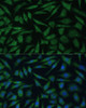 Immunofluorescence analysis of L929 cells using REXO2 Polyclonal Antibody (16-244) at dilution of 1:100 (40x lens) . Blue: DAPI for nuclear staining.