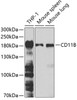 Western blot analysis of extracts of various cell lines, using CD11B antibody (16-246) at 1:1000 dilution.<br/>Secondary antibody: HRP Goat Anti-Rabbit IgG (H+L) at 1:10000 dilution.<br/>Lysates/proteins: 25ug per lane.<br/>Blocking buffer: 3% nonfat dry milk in TBST.