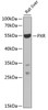 Western blot analysis of extracts of rat liver, using PXR antibody (16-262) at 1:1000 dilution.<br/>Secondary antibody: HRP Goat Anti-Rabbit IgG (H+L) at 1:10000 dilution.<br/>Lysates/proteins: 25ug per lane.<br/>Blocking buffer: 3% nonfat dry milk in TBST.<br/>Detection: ECL Basic Kit.<br/>Exposure time: 10s.