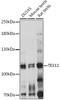 Western blot analysis of extracts of various cell lines, using TEX11 antibody (16-288) at 1:1000 dilution.<br/>Secondary antibody: HRP Goat Anti-Rabbit IgG (H+L) at 1:10000 dilution.<br/>Lysates/proteins: 25ug per lane.<br/>Blocking buffer: 3% nonfat dry milk in TBST.<br/>Detection: ECL Basic Kit.<br/>Exposure time: 10s.