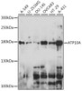 Western blot analysis of extracts of various cell lines, using ATP10A antibody (16-291) at 1:1000 dilution.<br/>Secondary antibody: HRP Goat Anti-Rabbit IgG (H+L) at 1:10000 dilution.<br/>Lysates/proteins: 25ug per lane.<br/>Blocking buffer: 3% nonfat dry milk in TBST.<br/>Detection: ECL Basic Kit.<br/>Exposure time: 30s.