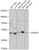Western blot analysis of extracts of various cell lines, using CHRNA7 antibody (16-294) at 1:1000 dilution.<br/>Secondary antibody: HRP Goat Anti-Rabbit IgG (H+L) at 1:10000 dilution.<br/>Lysates/proteins: 25ug per lane.<br/>Blocking buffer: 3% nonfat dry milk in TBST.<br/>Detection: ECL Enhanced Kit.<br/>Exposure time: 5s.