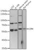 Western blot analysis of extracts of various cell lines, using CERK antibody (16-303) at 1:1000 dilution.<br/>Secondary antibody: HRP Goat Anti-Rabbit IgG (H+L) at 1:10000 dilution.<br/>Lysates/proteins: 25ug per lane.<br/>Blocking buffer: 3% nonfat dry milk in TBST.<br/>Detection: ECL Basic Kit.<br/>Exposure time: 60s.