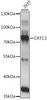 Western blot analysis of extracts of 293T cells, using CRTC3 antibody (16-305) at 1:1000 dilution.<br/>Secondary antibody: HRP Goat Anti-Rabbit IgG (H+L) at 1:10000 dilution.<br/>Lysates/proteins: 25ug per lane.<br/>Blocking buffer: 3% nonfat dry milk in TBST.<br/>Detection: ECL Basic Kit.<br/>Exposure time: 5s.