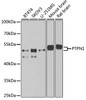 Western blot analysis of extracts of various cell lines, using PTPN1 antibody (16-310) at 1:1000 dilution.<br/>Secondary antibody: HRP Goat Anti-Rabbit IgG (H+L) at 1:10000 dilution.<br/>Lysates/proteins: 25ug per lane.<br/>Blocking buffer: 3% nonfat dry milk in TBST.<br/>Detection: ECL Basic Kit.<br/>Exposure time: 90s.