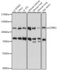 Western blot analysis of extracts of various cell lines, using LONP2 antibody (16-316) at 1:1000 dilution.<br/>Secondary antibody: HRP Goat Anti-Rabbit IgG (H+L) at 1:10000 dilution.<br/>Lysates/proteins: 25ug per lane.<br/>Blocking buffer: 3% nonfat dry milk in TBST.<br/>Detection: ECL Basic Kit.<br/>Exposure time: 5s.