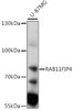 Western blot analysis of extracts of U-87MG cells, using RAB11FIP4 antibody (16-320) at 1:1000 dilution.<br/>Secondary antibody: HRP Goat Anti-Rabbit IgG (H+L) at 1:10000 dilution.<br/>Lysates/proteins: 25ug per lane.<br/>Blocking buffer: 3% nonfat dry milk in TBST.<br/>Detection: ECL Enhanced Kit.<br/>Exposure time: 15s.