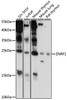 Western blot analysis of extracts of various cell lines, using ZNRF1 antibody (16-322) at 1000 dilution.<br/>Secondary antibody: HRP Goat Anti-Rabbit IgG (H+L) at 1:10000 dilution.<br/>Lysates/proteins: 25ug per lane.<br/>Blocking buffer: 3% nonfat dry milk in TBST.<br/>Detection: ECL Basic Kit.<br/>Exposure time: 90s.