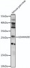 Western blot analysis of extracts of mouse pancreas, using EDARADD antibody (16-339) at 1:1000 dilution.<br/>Secondary antibody: HRP Goat Anti-Rabbit IgG (H+L) at 1:10000 dilution.<br/>Lysates/proteins: 25ug per lane.<br/>Blocking buffer: 3% nonfat dry milk in TBST.<br/>Detection: ECL Basic Kit.<br/>Exposure time: 90s.