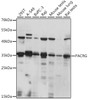 Western blot analysis of extracts of various cell lines, using PACRG antibody (16-343) at 1:1000 dilution.<br/>Secondary antibody: HRP Goat Anti-Rabbit IgG (H+L) at 1:10000 dilution.<br/>Lysates/proteins: 25ug per lane.<br/>Blocking buffer: 3% nonfat dry milk in TBST.<br/>Detection: ECL Basic Kit.<br/>Exposure time: 10s.