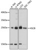 Western blot analysis of extracts of various cell lines, using HSCB antibody (16-347) at 1000 dilution.<br/>Secondary antibody: HRP Goat Anti-Rabbit IgG (H+L) at 1:10000 dilution.<br/>Lysates/proteins: 25ug per lane.<br/>Blocking buffer: 3% nonfat dry milk in TBST.<br/>Detection: ECL Basic Kit.<br/>Exposure time: 5s.