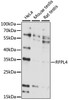 Western blot analysis of extracts of various cell lines, using RFPL4 antibody (16-359) at 1:1000 dilution.<br/>Secondary antibody: HRP Goat Anti-Rabbit IgG (H+L) at 1:10000 dilution.<br/>Lysates/proteins: 25ug per lane.<br/>Blocking buffer: 3% nonfat dry milk in TBST.<br/>Detection: ECL Basic Kit.<br/>Exposure time: 15s.