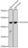 Western blot analysis of extracts of various cell lines, using SLC14A1 antibody (16-368) at 1:1000 dilution.<br/>Secondary antibody: HRP Goat Anti-Rabbit IgG (H+L) at 1:10000 dilution.<br/>Lysates/proteins: 25ug per lane.<br/>Blocking buffer: 3% nonfat dry milk in TBST.<br/>Detection: ECL Basic Kit.<br/>Exposure time: 60s.