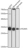 Western blot analysis of extracts of various cell lines, using PGAM5 antibody (16-380) at 1:1000 dilution.<br/>Secondary antibody: HRP Goat Anti-Rabbit IgG (H+L) at 1:10000 dilution.<br/>Lysates/proteins: 25ug per lane.<br/>Blocking buffer: 3% nonfat dry milk in TBST.<br/>Detection: ECL Basic Kit.<br/>Exposure time: 30s.