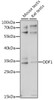 Western blot analysis of extracts of various cell lines, using ODF1 antibody (16-381) at 1:1000 dilution.<br/>Secondary antibody: HRP Goat Anti-Rabbit IgG (H+L) at 1:10000 dilution.<br/>Lysates/proteins: 25ug per lane.<br/>Blocking buffer: 3% nonfat dry milk in TBST.<br/>Detection: ECL Basic Kit.<br/>Exposure time: 30s.