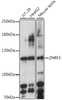 Western blot analysis of extracts of various cell lines, using ZNRF3 antibody (16-383) at 1:1000 dilution.<br/>Secondary antibody: HRP Goat Anti-Rabbit IgG (H+L) at 1:10000 dilution.<br/>Lysates/proteins: 25ug per lane.<br/>Blocking buffer: 3% nonfat dry milk in TBST.<br/>Detection: ECL Enhanced Kit.<br/>Exposure time: 90s.