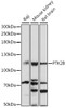 Western blot analysis of extracts of various cell lines, using PTK2B antibody (16-395) at 1:1000 dilution.<br/>Secondary antibody: HRP Goat Anti-Rabbit IgG (H+L) at 1:10000 dilution.<br/>Lysates/proteins: 25ug per lane.<br/>Blocking buffer: 3% nonfat dry milk in TBST.<br/>Detection: ECL Basic Kit.<br/>Exposure time: 30s.