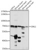 Western blot analysis of extracts of various cell lines, using GNL1 antibody (16-396) at 1:1000 dilution.<br/>Secondary antibody: HRP Goat Anti-Rabbit IgG (H+L) at 1:10000 dilution.<br/>Lysates/proteins: 25ug per lane.<br/>Blocking buffer: 3% nonfat dry milk in TBST.<br/>Detection: ECL Basic Kit.<br/>Exposure time: 5s.