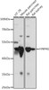 Western blot analysis of extracts of various cell lines, using HNF4G antibody (16-401) at 1:1000 dilution.<br/>Secondary antibody: HRP Goat Anti-Rabbit IgG (H+L) at 1:10000 dilution.<br/>Lysates/proteins: 25ug per lane.<br/>Blocking buffer: 3% nonfat dry milk in TBST.<br/>Detection: ECL Basic Kit.<br/>Exposure time: 15s.