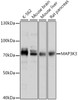 Western blot analysis of extracts of various cell lines, using MAP3K3 antibody (16-404) at 1:1000 dilution.<br/>Secondary antibody: HRP Goat Anti-Rabbit IgG (H+L) at 1:10000 dilution.<br/>Lysates/proteins: 25ug per lane.<br/>Blocking buffer: 3% nonfat dry milk in TBST.<br/>Detection: ECL Basic Kit.<br/>Exposure time: 30s.