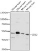 Western blot analysis of extracts of various cell lines, using CDS2 antibody (16-419) at 1:1000 dilution.<br/>Secondary antibody: HRP Goat Anti-Rabbit IgG (H+L) at 1:10000 dilution.<br/>Lysates/proteins: 25ug per lane.<br/>Blocking buffer: 3% nonfat dry milk in TBST.<br/>Detection: ECL Basic Kit.<br/>Exposure time: 30s.