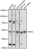 Western blot analysis of extracts of various cell lines, using PROZ antibody (16-420) at 1:1000 dilution.<br/>Secondary antibody: HRP Goat Anti-Rabbit IgG (H+L) at 1:10000 dilution.<br/>Lysates/proteins: 25ug per lane.<br/>Blocking buffer: 3% nonfat dry milk in TBST.<br/>Detection: ECL Basic Kit.<br/>Exposure time: 1s.