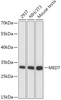 Western blot analysis of extracts of various cell lines, using MED7 antibody (16-424) at 1:1000 dilution.<br/>Secondary antibody: HRP Goat Anti-Rabbit IgG (H+L) at 1:10000 dilution.<br/>Lysates/proteins: 25ug per lane.<br/>Blocking buffer: 3% nonfat dry milk in TBST.<br/>Detection: ECL Basic Kit.<br/>Exposure time: 90s.