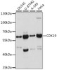 Western blot analysis of extracts of various cell lines, using CDK19 antibody (16-434) at 1:1000 dilution.<br/>Secondary antibody: HRP Goat Anti-Rabbit IgG (H+L) at 1:10000 dilution.<br/>Lysates/proteins: 25ug per lane.<br/>Blocking buffer: 3% nonfat dry milk in TBST.<br/>Detection: ECL Basic Kit.<br/>Exposure time: 60s.