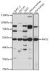 Western blot analysis of extracts of various cell lines, using RHCG antibody (16-445) at 1:1000 dilution.<br/>Secondary antibody: HRP Goat Anti-Rabbit IgG (H+L) at 1:10000 dilution.<br/>Lysates/proteins: 25ug per lane.<br/>Blocking buffer: 3% nonfat dry milk in TBST.<br/>Detection: ECL Basic Kit.<br/>Exposure time: 30s.
