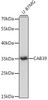 Western blot analysis of extracts of U-87MG cells, using CAB39 antibody (16-446) at 1:1000 dilution.<br/>Secondary antibody: HRP Goat Anti-Rabbit IgG (H+L) at 1:10000 dilution.<br/>Lysates/proteins: 25ug per lane.<br/>Blocking buffer: 3% nonfat dry milk in TBST.<br/>Detection: ECL Enhanced Kit.<br/>Exposure time: 5min.