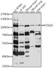 Western blot analysis of extracts of various cell lines, using KCNQ5 antibody (16-449) at 1:1000 dilution.<br/>Secondary antibody: HRP Goat Anti-Rabbit IgG (H+L) at 1:10000 dilution.<br/>Lysates/proteins: 25ug per lane.<br/>Blocking buffer: 3% nonfat dry milk in TBST.<br/>Detection: ECL Basic Kit.<br/>Exposure time: 30s.