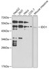 Western blot analysis of extracts of various cell lines, using IDO1 antibody (16-453) at 1:1000 dilution.<br/>Secondary antibody: HRP Goat Anti-Rabbit IgG (H+L) at 1:10000 dilution.<br/>Lysates/proteins: 25ug per lane.<br/>Blocking buffer: 3% nonfat dry milk in TBST.