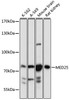 Western blot analysis of extracts of various cell lines, using MED25 antibody (16-456) at 1:1000 dilution.<br/>Secondary antibody: HRP Goat Anti-Rabbit IgG (H+L) at 1:10000 dilution.<br/>Lysates/proteins: 25ug per lane.<br/>Blocking buffer: 3% nonfat dry milk in TBST.<br/>Detection: ECL Basic Kit.<br/>Exposure time: 5s.