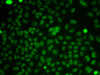 Immunofluorescence analysis of HeLa cells using CSNK2A2 antibody (16-463) .