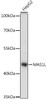 Western blot analysis of extracts of HepG2 cells, using MAS1L antibody (16-464) at 1:1000 dilution.<br/>Secondary antibody: HRP Goat Anti-Rabbit IgG (H+L) at 1:10000 dilution.<br/>Lysates/proteins: 25ug per lane.<br/>Blocking buffer: 3% nonfat dry milk in TBST.<br/>Detection: ECL Basic Kit.<br/>Exposure time: 3s.