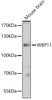 Western blot analysis of extracts of Mouse brain, using WBP11 antibody (16-484) at 1:3000 dilution.<br/>Secondary antibody: HRP Goat Anti-Rabbit IgG (H+L) at 1:10000 dilution.<br/>Lysates/proteins: 25ug per lane.<br/>Blocking buffer: 3% nonfat dry milk in TBST.<br/>Detection: ECL Enhanced Kit.<br/>Exposure time: 90s.