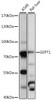 Western blot analysis of extracts of various cell lines, using GSPT1 antibody (16-494) at 1:1000 dilution.<br/>Secondary antibody: HRP Goat Anti-Rabbit IgG (H+L) at 1:10000 dilution.<br/>Lysates/proteins: 25ug per lane.<br/>Blocking buffer: 3% nonfat dry milk in TBST.<br/>Detection: ECL Basic Kit.<br/>Exposure time: 1s.