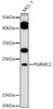 Western blot analysis of extracts of MCF-7 cells, using PGRMC2 antibody (16-496) at 1:1000 dilution.<br/>Secondary antibody: HRP Goat Anti-Rabbit IgG (H+L) at 1:10000 dilution.<br/>Lysates/proteins: 25ug per lane.<br/>Blocking buffer: 3% nonfat dry milk in TBST.<br/>Detection: ECL Basic Kit.<br/>Exposure time: 5min.