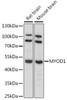 Western blot analysis of extracts of various cell lines, using MYOD1 antibody (16-497) at 1:1000 dilution.<br/>Secondary antibody: HRP Goat Anti-Rabbit IgG (H+L) at 1:10000 dilution.<br/>Lysates/proteins: 25ug per lane.<br/>Blocking buffer: 3% nonfat dry milk in TBST.<br/>Detection: ECL Basic Kit.<br/>Exposure time: 10s.