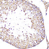 Immunohistochemistry of paraffin-embedded rat testis using SELL antibody (16-499) at dilution of 1:100 (40x lens) .