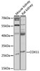 Western blot analysis of extracts of various cell lines, using COX11 antibody (16-531) at 1:1000 dilution.<br/>Secondary antibody: HRP Goat Anti-Rabbit IgG (H+L) at 1:10000 dilution.<br/>Lysates/proteins: 25ug per lane.<br/>Blocking buffer: 3% nonfat dry milk in TBST.<br/>Detection: ECL Basic Kit.<br/>Exposure time: 30s.