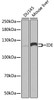 Western blot analysis of extracts of various cell lines, using IDE antibody (16-534) at 1:1000 dilution.<br/>Secondary antibody: HRP Goat Anti-Rabbit IgG (H+L) at 1:10000 dilution.<br/>Lysates/proteins: 25ug per lane.<br/>Blocking buffer: 3% nonfat dry milk in TBST.<br/>Detection: ECL Basic Kit.